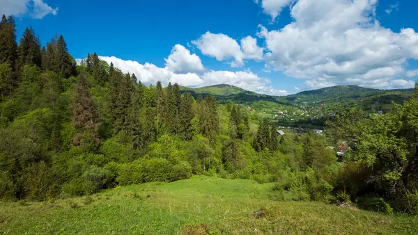 Karpatça ve Ukrayna 'da yeşil çimenler ve ağaçlarla dolu güzel bir yaz manzarası