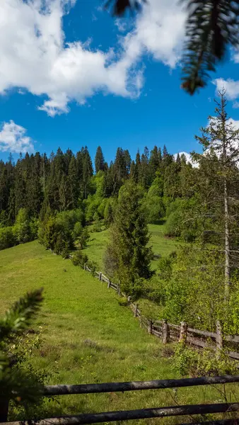 Yazın bir dağ ormanı manzarası
