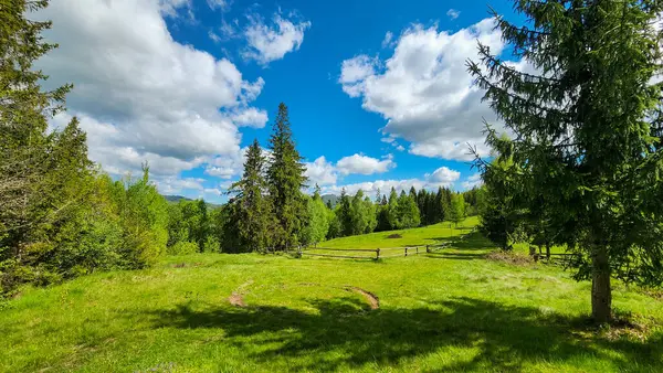 Güneşli bir gün yeşil ormanda.