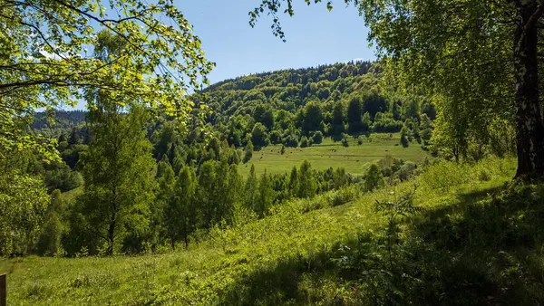 Arkasında bir dağ olan güzel bir manzara.