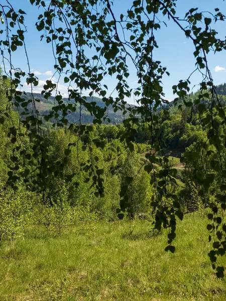Güzel bulutlu bir gökyüzünün arka planında yeşil çimen olan bir ağacın dikey görüntüsü.