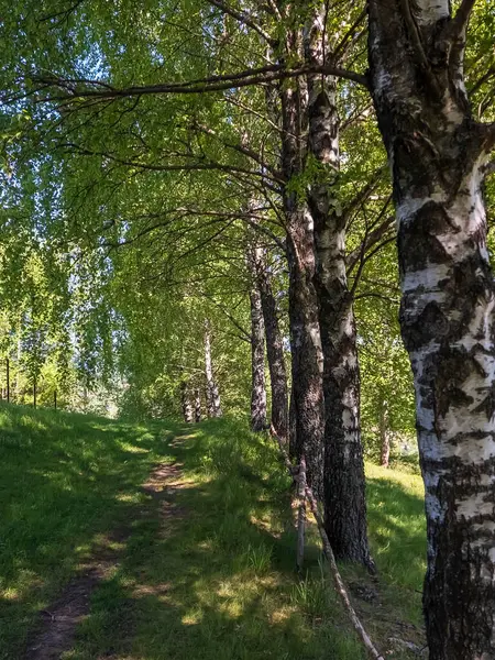 Ormanda yeşil ağaçlar