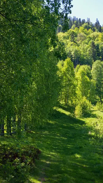 Güzel yeşil bahar ormanı