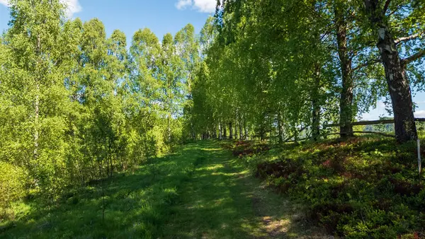 Parktaki yeşil çimenler ve ağaçlar