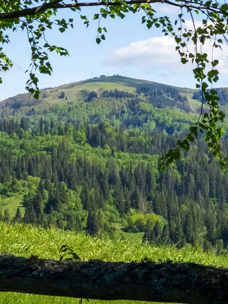 Ağaçlar ve dağlarla dolu güzel bir manzara.