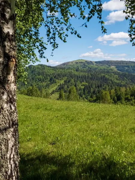 Ormanda ağaçları olan yeşil bir çayırın güzel manzarası.