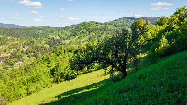 Ağaçlarla, yeşil çayırlarla, karpatlarla dolu güzel bir yaz manzarası. ukraine