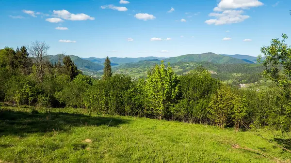Güneşli bir günde ormandaki yeşil çimlerin manzarası