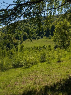 Kırsaldaki bir ormanın dikey görüntüsü.