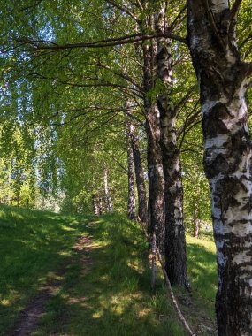 Huş ağacı ormanı manzarası. Güneş ışığındaki güzel yeşil yaz ağaçları.