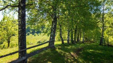 Ormanda ahşap çitler