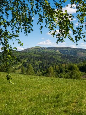 Yeşil bir tarlanın ve mavi bulutlu gökyüzünün altındaki ağaçların güzel bir görüntüsü.