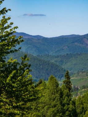 Ağaçlı ve tepeli bir ormanın dikey görüntüsü.