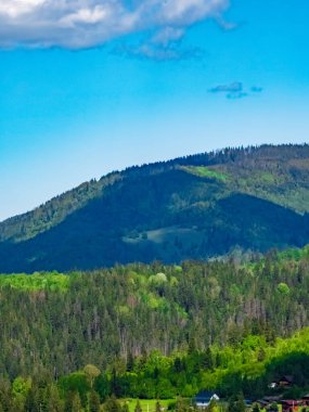 Ormanda bir ağacı olan güzel bir manzara.