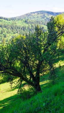 Ağaçlı güzel yeşil orman