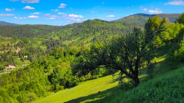 Arka planda yeşil orman ve sıradağlar var. Dağlarda ağaçlar, tepeler ve ormanlar olan güzel bir manzara.