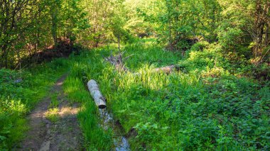 Karpatlar 'da yaz ormanı manzarası