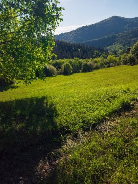 Yeşil çimenler ve mavi gökyüzü yaz ormanlarında, doğa