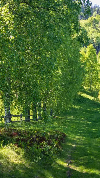 Parkın güzel manzarası