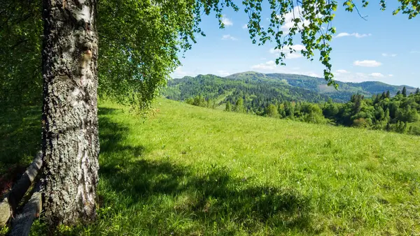 Yeşil çimlerle kaplı yaz manzarası ve bulutlu mavi gökyüzünün arka planında ağaçlar.