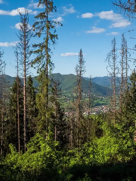 Baharda Karpat Ormanı 'nın güzel manzarası.