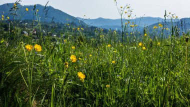 Ormanda güzel çiçekler