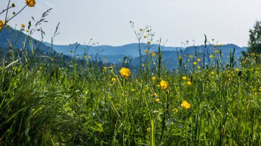 Doğanın güzel manzarası