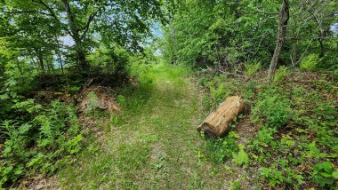 Ormanda yeşil çimenler