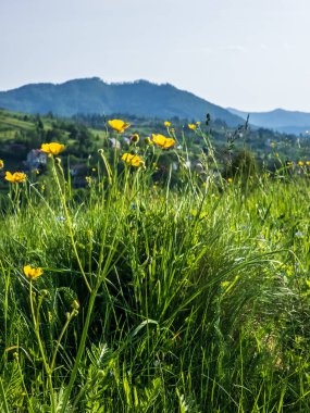 Dağ sırası olan güzel bir manzara.