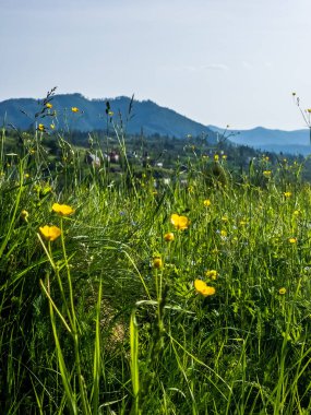 Dağlarda çiçek açan yaz manzarası