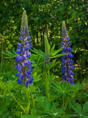 Yazın lupin lupine