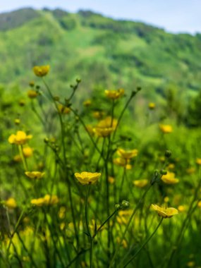 Bahçedeki güzel çiçekler