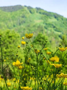 Bahçedeki güzel çiçekler