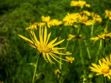 Bahçedeki sarı çiçek