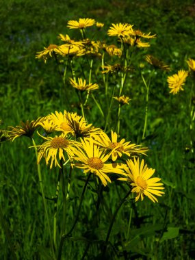 Bahçedeki güzel çiçekler