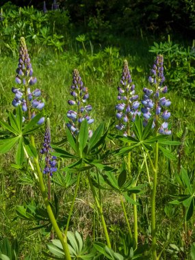 Çam ormanının lupinleri ve çiçekleri. doğal arkaplan.