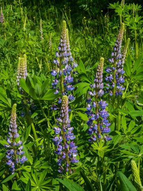 Baharda bir ormanda mavi çiçekler