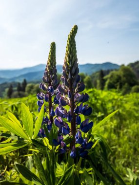 mavi çam çiçekleri ve dağ