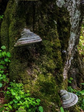 Ormanda mantar, bitki örtüsü