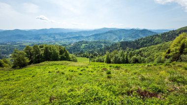 Yaz gününde güzel dağ ormanı
