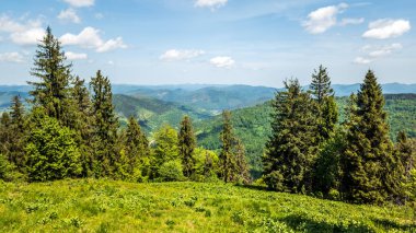 Karpatya ormanının güzel manzarası