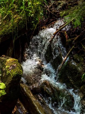 Ormanda güzel bir şelale