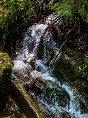 Ormanda güzel bir şelale