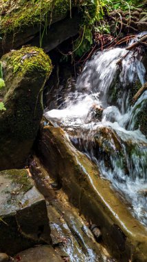 Ormanda güzel bir şelale