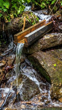 Ormanda ahşap bir bank