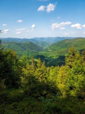 Yazın yeşil orman ve mavi gökyüzü.