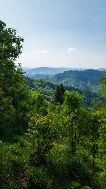 Yeşil ormanın güzel manzarası