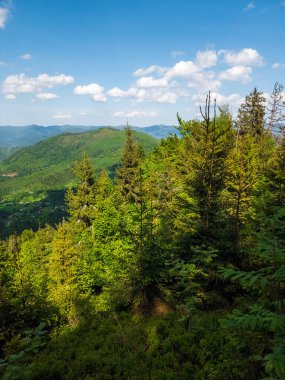 Karpatların güzel yeşil dağları