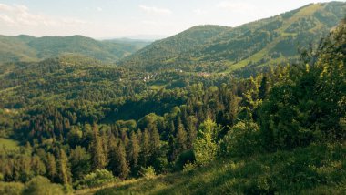 Karpatlar 'da yaz yeşili manzarası