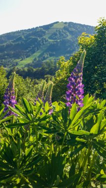 Bahçedeki güzel çiçekler